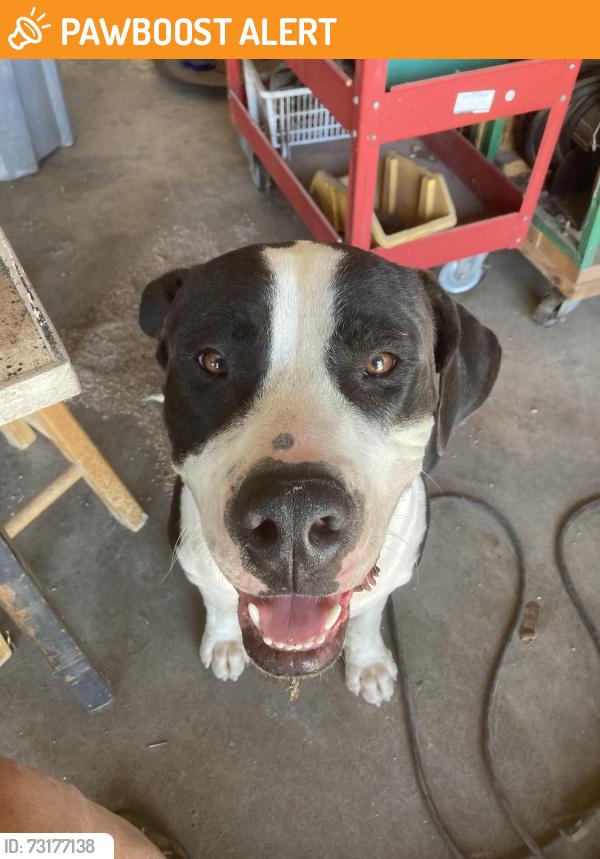 Found/Stray Male Dog last seen Universal parks and e Tinsley rd Waco tx, McLennan County, TX 76706