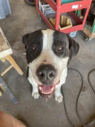 Found/Stray Male Dog last seen Universal parks and e Tinsley rd Waco tx, McLennan County, TX 76706