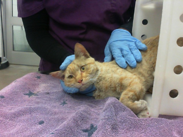 Shelter Stray Male Cat last seen Near BLOCK LOUISIANA BLVD SE, 8920 Lomas Blvd NE, Albuquerque, NM 87112, USA