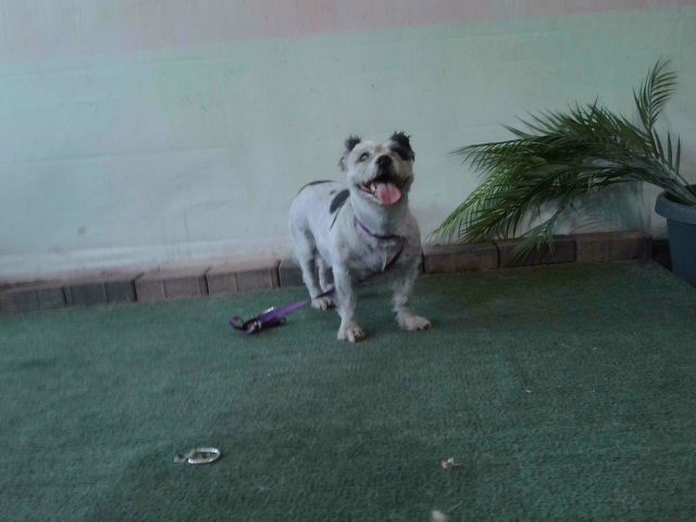 Shelter Stray Female Dog last seen , 4275 Elton St, Baldwin Park, CA 91706, USA