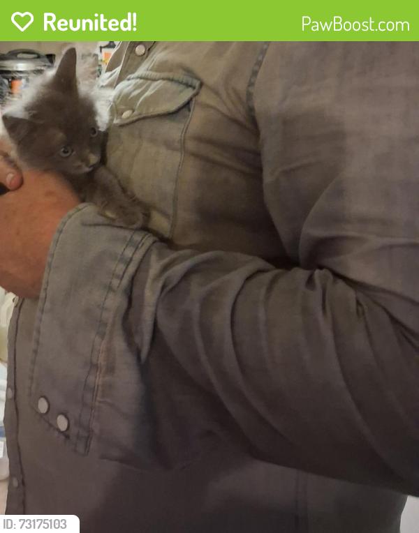 Reunited Female Cat last seen Mcginty St, Alvin, TX 77511