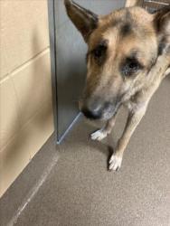Shelter Stray Male Dog last seen Near BLOCK N SALINA AVE, WICHITA KS 67204, 3303 N Hillside St, Wichita, KS 67219, USA