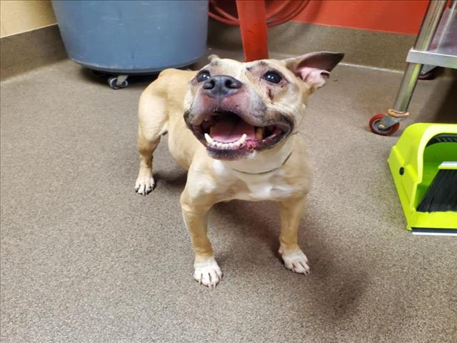 Shelter Stray Female Dog last seen Near BLOCK N EDGEMOOR DR, WICHITA KS 67208, 3303 N Hillside St, Wichita, KS 67219, USA