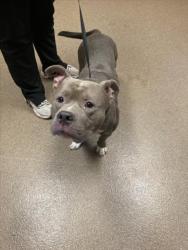 Shelter Stray Male Dog last seen Near BLOCK S EMPORIA AVE, WICHITA KS 67211, 3303 N Hillside St, Wichita, KS 67219, USA