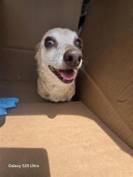 Shelter Stray Male Dog last seen , 4710 TX-151, San Antonio, TX 78227, USA