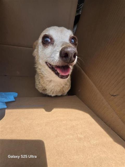 Shelter Stray Male Dog last seen , 4710 TX-151, San Antonio, TX 78227, USA