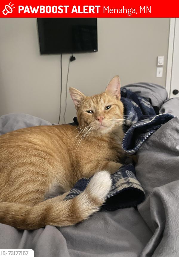 Lost Male Cat last seen Twin Lakes Road, Menahga, MN 56464