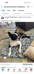 Reunited Female Dog last seen Laurel oak dr valrico fl 33596, Valrico, FL 33596