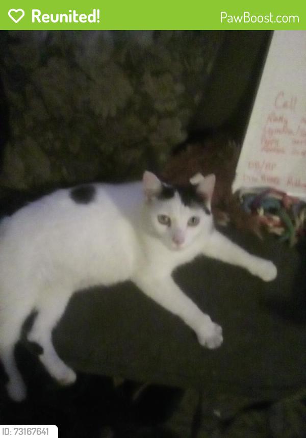 Reunited Male Cat last seen McGregor street at Anderson, Winnipeg, MB R2W 4X9