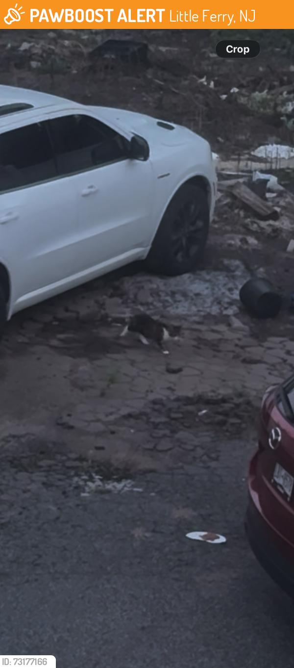Found/Stray Unknown Cat last seen Little ferry Wells Fargo bank, Little Ferry, NJ 07643