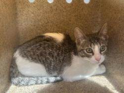 Shelter Stray Female Cat last seen Near BLOCK RECLUSA ST, PERRIS, CA, 227 N D St, Perris, CA 92570, USA