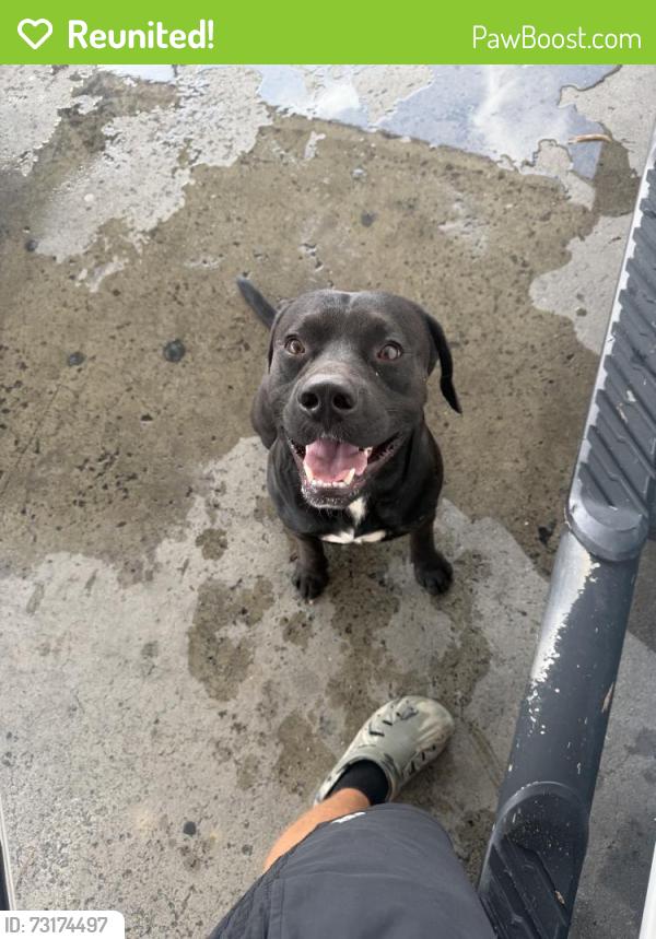 Reunited Male Dog last seen Irondale, AL, USA, Irondale, AL 35210