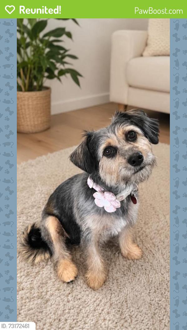 Reunited Female Dog last seen Lauderdale isles, Fort Lauderdale, FL 33312