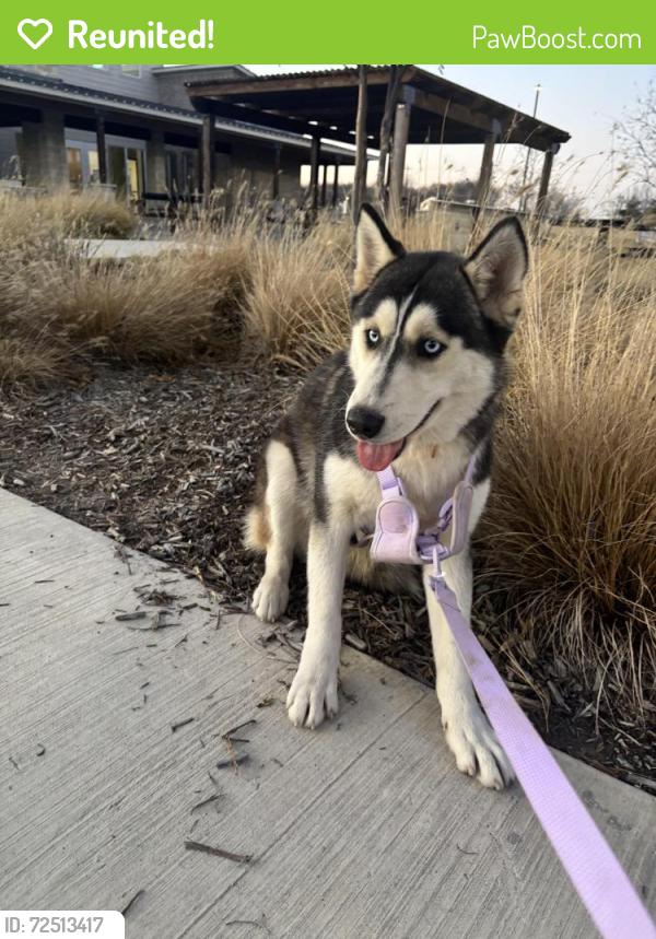 Reunited Female Dog last seen Audelia & Walnut St, Dallas, TX 75243