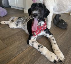 Lost Male Dog last seen 156th st. And Dixileta dr., Maricopa County, AZ 85262