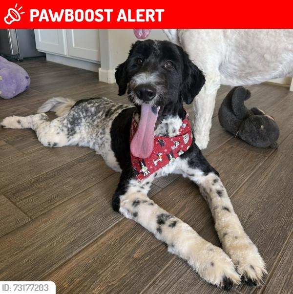 Lost Male Dog last seen 156th st. And Dixileta dr., Maricopa County, AZ 85262