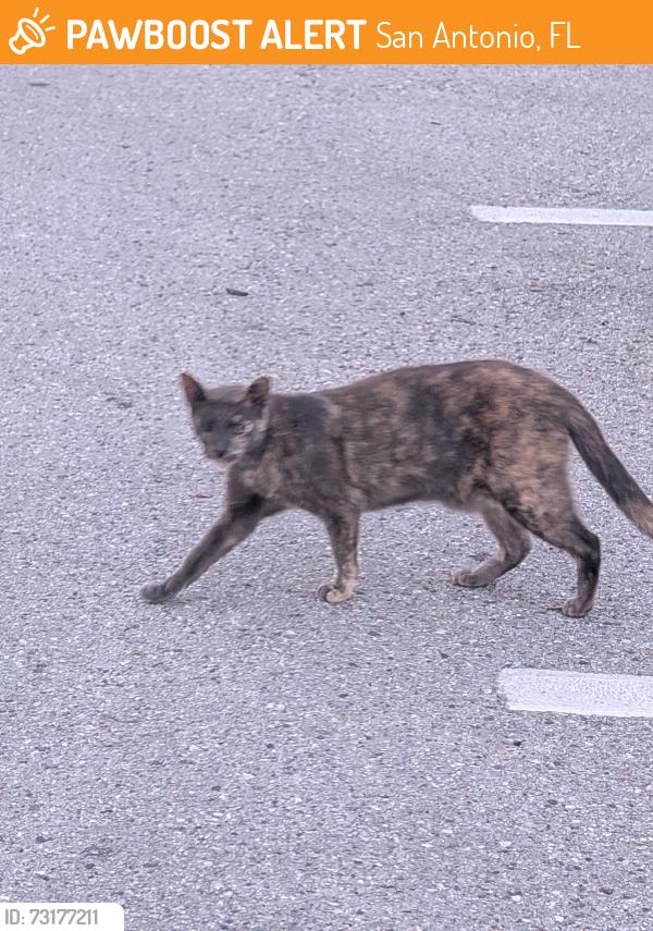 Found/Stray Unknown Cat last seen Burger King parking lot bushes, San Antonio, FL 33576