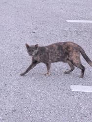 Found/Stray Unknown Cat last seen Burger King parking lot bushes, San Antonio, FL 33576