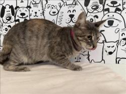 Shelter Stray Female Cat last seen , 957 N Gaffey St, San Pedro, CA 90731, USA