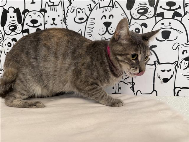 Shelter Stray Female Cat last seen , 957 N Gaffey St, San Pedro, CA 90731, USA