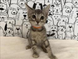 Shelter Stray Female Cat last seen , 957 N Gaffey St, San Pedro, CA 90731, USA
