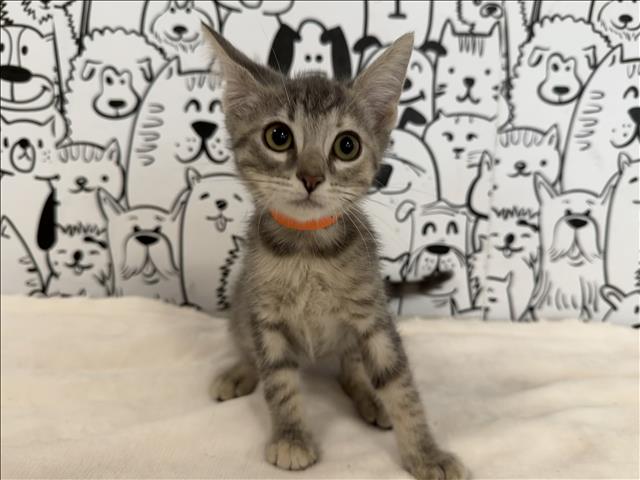 Shelter Stray Female Cat last seen , 957 N Gaffey St, San Pedro, CA 90731, USA