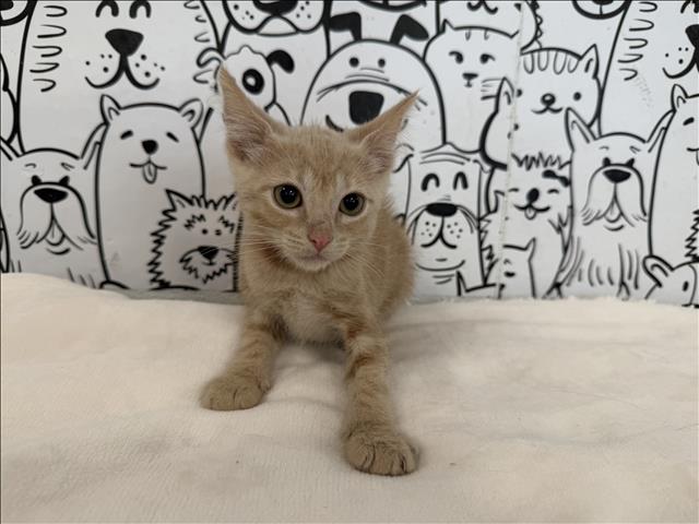 Shelter Stray Female Cat last seen , 957 N Gaffey St, San Pedro, CA 90731, USA