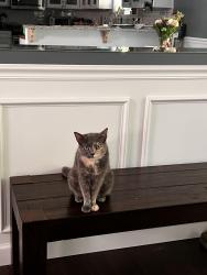 Lost Female Cat last seen NW Caney Creek Dr, 64th st. Neighborhood behind the Peanut and Hilcrest Thrift, Kansas City, MO 64151