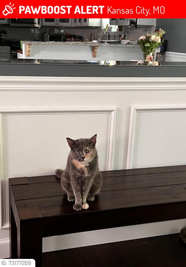 Lost Female Cat last seen NW Caney Creek Dr, 64th st. Neighborhood behind the Peanut and Hilcrest Thrift, Kansas City, MO 64151