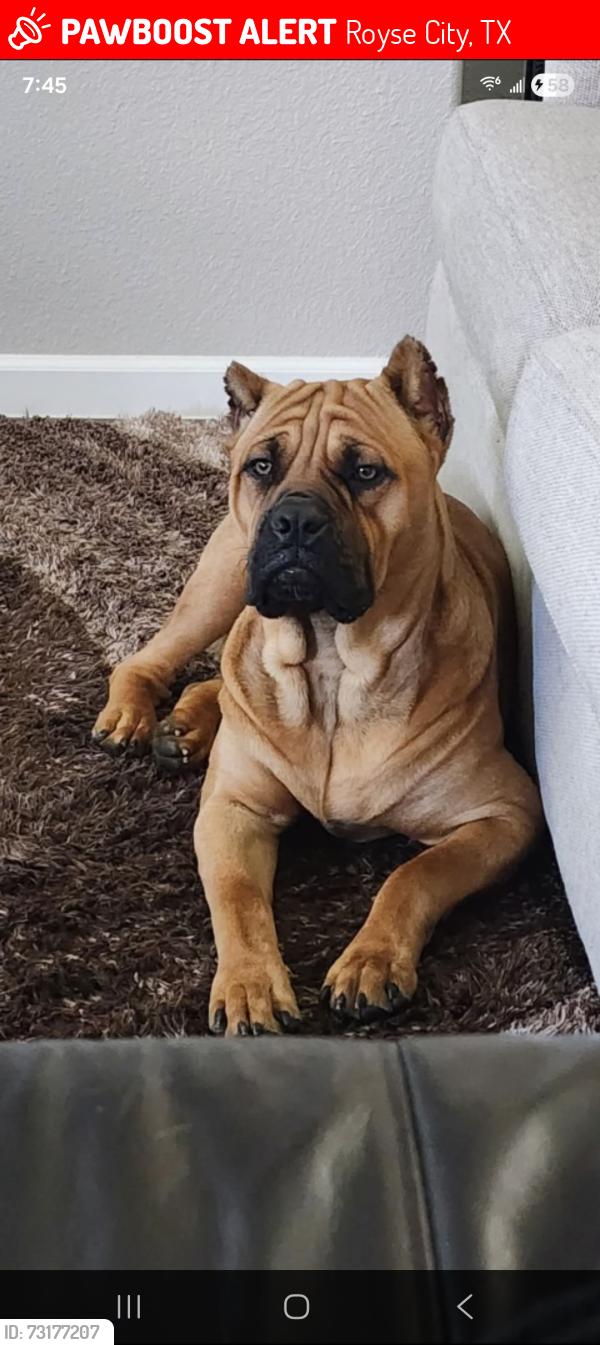 Lost Male Dog last seen Construction area in Verandah neighborhood, Royse City, TX 75189