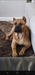 Lost Male Dog last seen Construction area in Verandah neighborhood, Royse City, TX 75189