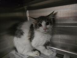 Shelter Stray Female Cat last seen , West Valley Animal Shelter, 20655 Plummer St, Chatsworth, CA 91311, USA