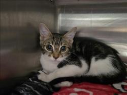 Shelter Stray Female Cat last seen , West Valley Animal Shelter, 20655 Plummer St, Chatsworth, CA 91311, USA