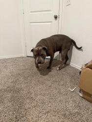 Reunited Male Dog last seen Near, Austin, TX 78747