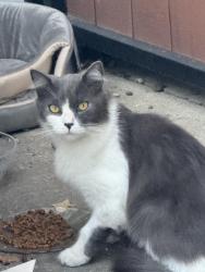 Reunited Unknown Cat last seen Cypress Avenue and Sherwood Way (close to Walnut Ave), Carmichael, CA 95608