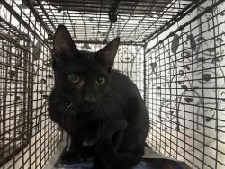 Shelter Stray Male Cat last seen , 957 N Gaffey St, San Pedro, CA 90731, USA