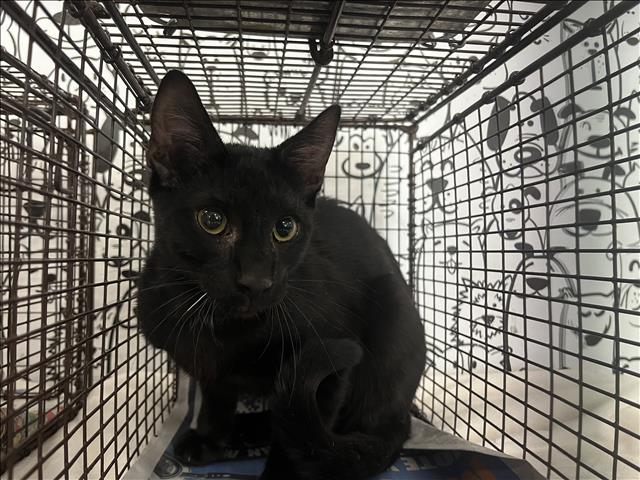Shelter Stray Male Cat last seen , 957 N Gaffey St, San Pedro, CA 90731, USA