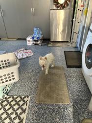 Found/Stray Male Dog last seen Village dr and Catawba, Fontana, CA 92337