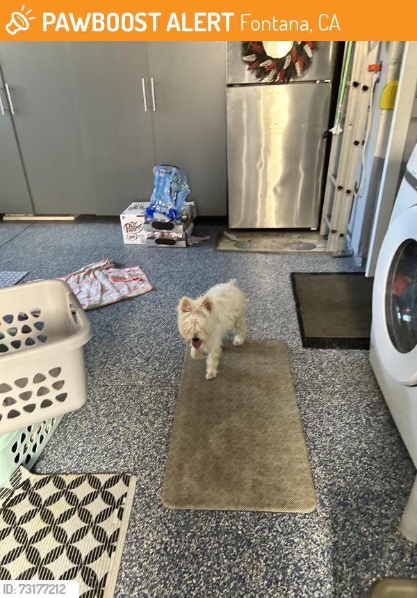 Found/Stray Male Dog last seen Village dr and Catawba, Fontana, CA 92337