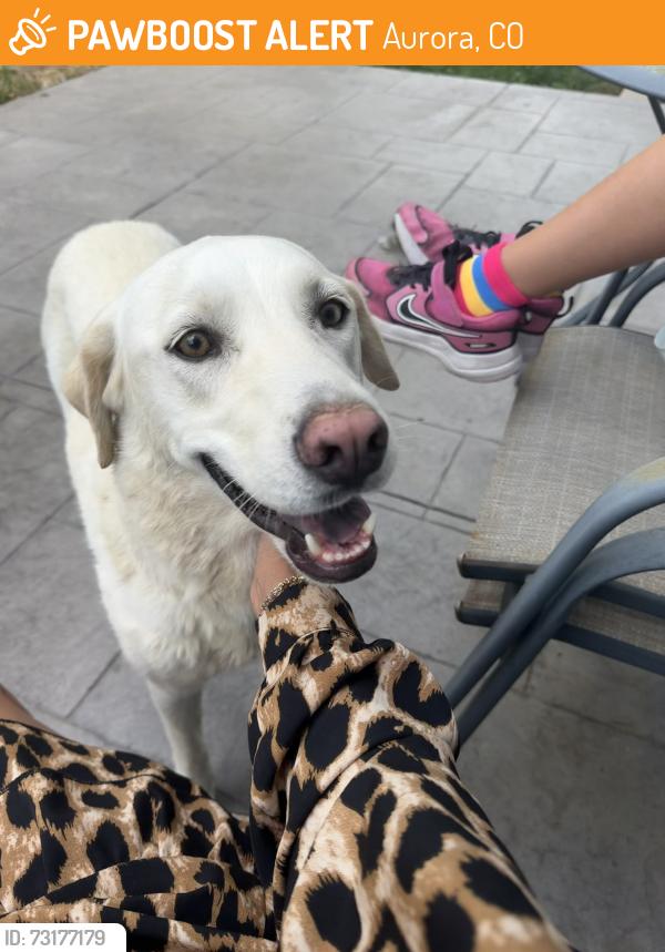 Found/Stray Female Dog last seen Jewell & Dunkirk, Aurora, CO 80013