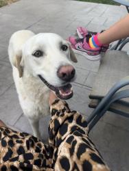 Found/Stray Female Dog last seen Jewell & Dunkirk, Aurora, CO 80013