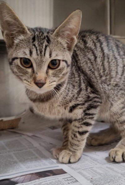 Shelter Stray Female Cat last seen , 1850 W 60th St, Los Angeles, CA 90047, USA