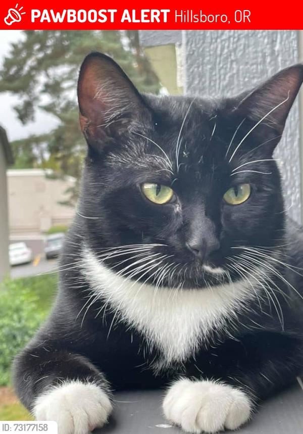 Lost Male Cat last seen 185th, Hillsboro, OR 97229