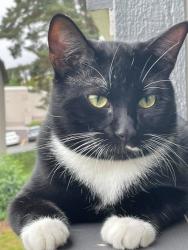 Lost Male Cat last seen 185th, Hillsboro, OR 97229
