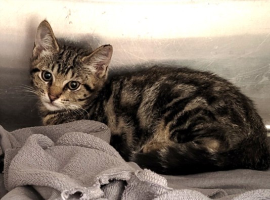 Shelter Stray Female Cat last seen , 1850 W 60th St, Los Angeles, CA 90047, USA