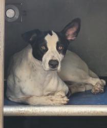 Shelter Stray Female Dog last seen , 14409 Vanowen St, Van Nuys, CA 91405, USA