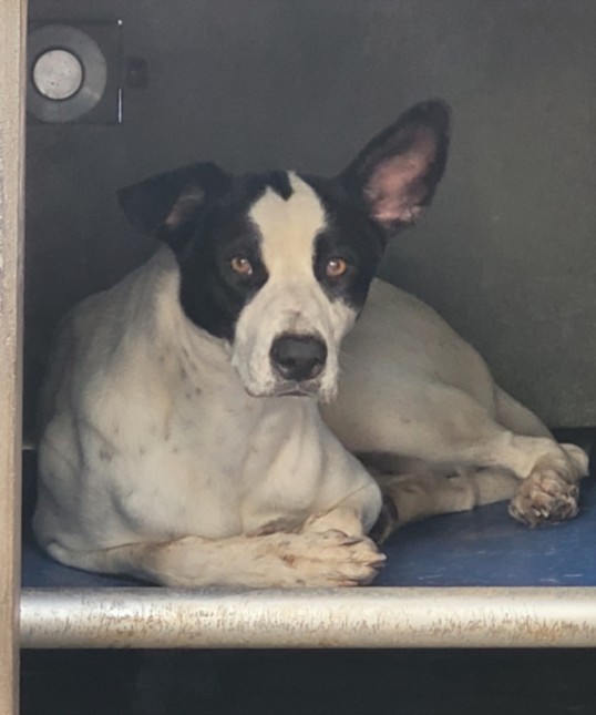 Shelter Stray Female Dog last seen , 14409 Vanowen St, Van Nuys, CA 91405, USA