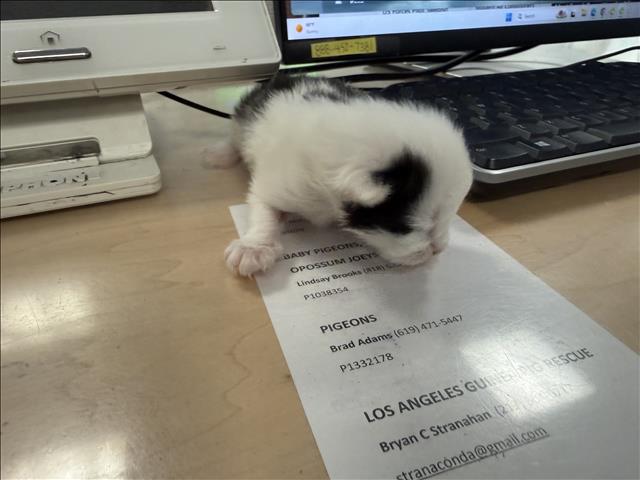 Shelter Stray Unknown Cat last seen , 14409 Vanowen St, Van Nuys, CA 91405, USA