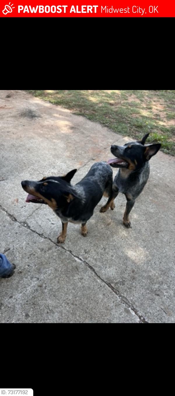 Lost Male Dog last seen N Holman ct, near Tom Poore Park, Midwest City, OK 73110