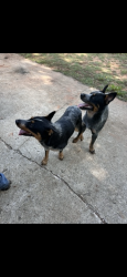 Lost Male Dog last seen N Holman ct, near Tom Poore Park, Midwest City, OK 73110